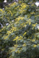 Acacia dealbata, Mimosa, February 