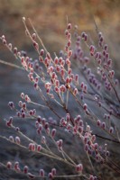 Salix gracilistyla 'Mount Aso', Willow, February 