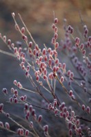 Salix gracilistyla 'Mount Aso', Willow,February 