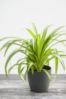 Chlorophytum comosum 'Vittatum' - Spider plant