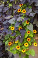 Thunbergia alata 'SunEyes Orange Beauty' with Ipomoea batatas 'Solar Tower Black' - Sweet potato vine - in a terracotta pot