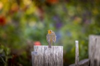 Robin on fence post