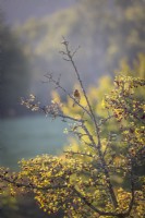 Robin singing at dawn on a hawthorn tree