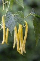 Dwarf Bean 'Sonesta' - Phaseolus vulgaris