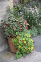 Terracotta pot with nasturtiums and fuchsia at Winterbourne Botanical Garden, September