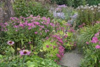 Mixed border of pink and purple perennials at Winterbourne Botanical Garden, September
