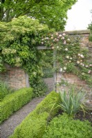Rosa 'Phyllis Bide', and Hydrangea petiolaris climbing on an old wall at Wollerton Old Hall, June  