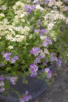 Phlox drummondii 'Creme Brulee' in a metal container
