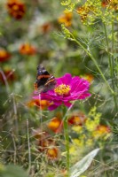 Red Admiral butterfly - Vanessa atalanta - landing on Zinnia 'Cactus Pink'