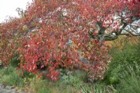 Nyssa sylvatica at Winterbourne Botanical Gardens, November