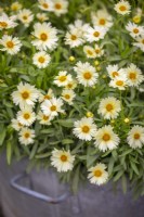 Coreopsis UpTick Cream - UpTick Series - in a metal container