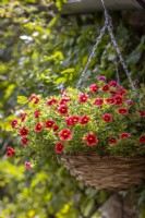 Calibrachoa Can Can 'Orange Punch' in a woven hanging basket
