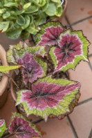Begonia rex 'Savannah Pink, Parfait', November