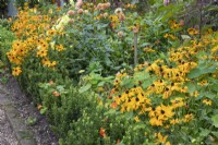 Mixed perennials of yellow and orange at Winterbourne Botanical Garden, September