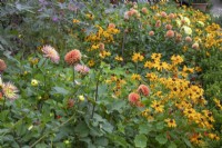 Mixed perennials of yellow and orange at Winterbourne Botanical Garden, September