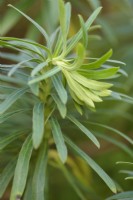 Euphorbia in January