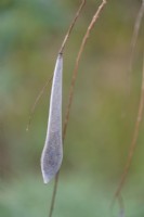 Wisteria seed pods in January