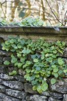 Self-seeded campanula in a wall 