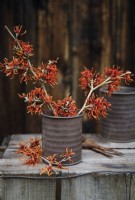 Branches of Hamamelis x intermedia 'Friesia' in a rusty metal pot with Hamelis x intermedia 'Gingerbread' at the front on a wooden crate.