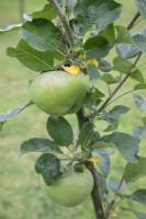 Malus domestica, Apple 'Howgate Wonder', August