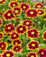 Coreopsis UpTick Red, summer July