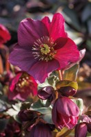 Helleborus x glandorfensis HGC Ice n' Roses 'Early Red'