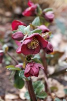 Helleborus x iburgensis HGC Ice n' Roses 'Bennotta' flowering in February