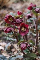 Helleborus x iburgensis HGC Ice n' Roses 'Bennotta' flowering in February