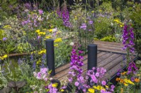 Charred wooden boardwalk set among dense planting with flowering Digitalis purpurea, Achillea 'Moonshine' and Lychnis flos-cuculi 'Petite Jenny'. June, Designer: Robert Moore, Bord Bia Bloom 2023