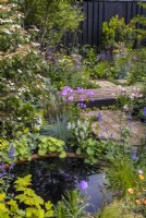 A large corten water bowl surrounded by dense plantings of flowering perennials: Aquilegia, Phlox carolina 'Bill Baker' and ornamental grasses. Plants reflect in the water. Charred wooden fence at the back. June, Designer: Robert Moore