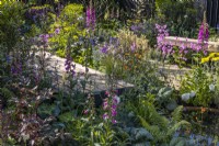 A summer colourful bed with flowering perennials: Digitalis purpurea, Lychnis flos-cuculi 'Petite Jenny' and ornamental leaves surround a wooden boardwalk. Designer: Robert Moore