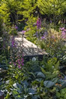 A wooden boardwalk goes through dense plantings of flowering perennials with Digitalis purpurea and ornamental leaves of brunneras, hostas and ferns. Designer: Robert Moore