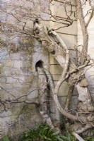 Wall built around thick wisteria trunks at Iford Manor in January