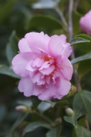 Camellia sasanqua 'Sunrise Serenade'