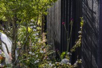 Summer border with Viburnum opulus 'Compactum', Cirsium rivulare 'Atropurpureum' and Fagus sylvatica 'Asplenifolia' along a charred wooden fence. June 
