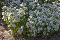 Origanum vulgare - White oregano