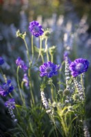 Scabiosa caucasica 'Fama Deep Blue' with Lavandula angustifolia 'Eidelweiss White' syn. Lavandula angustifolia 'Hidcote White' pro parte - Lavender