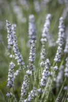 Lavandula angustifolia 'Eidelweiss White' syn. Lavandula angustifolia 'Hidcote White' pro parte - Lavender