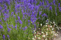 Lavandula angustifolia 'Hidcote' - English lavender with Erigeron karvinskianus syn. mucronatus - Mexican daisy
