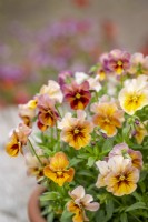 Viola x wittrockiana Nature Antique Shades - Pansy - in a terracotta pot