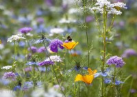 Spring flowers seed mix including Nigella damascena, alyssum and Eschscholzia californica. With bumblebee in flight