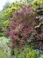 Flowering Cotinus coggygria at back of a border, spring May
