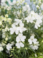 Delphinium grandiflorum Honky Dory White, summer June