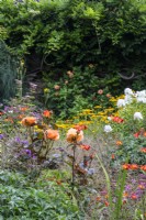 Rosa 'Doris Tysterman' in a mixed border including phlox, crocosmia and helenium at The Manor, Little Compton.