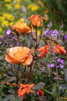Rosa 'Doris Tysterman' - rose - August
