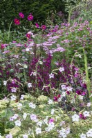 The pink section of The Palette colour-themed borders at The Manor, Little Compton.