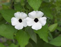 Thunbergia alata 'Suneyes white improved' - July