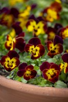 Viola x wittrockiana 'Coolwave Fire' - Pansy - in a terracotta pot