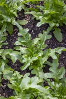 Lettuce 'Cerbiatta' - Lactuca sativa