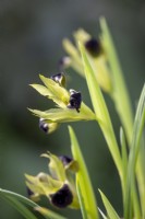 Iris tuberosa syn. Hermodactylus tuberosa - Widow iris, Snake's head iris